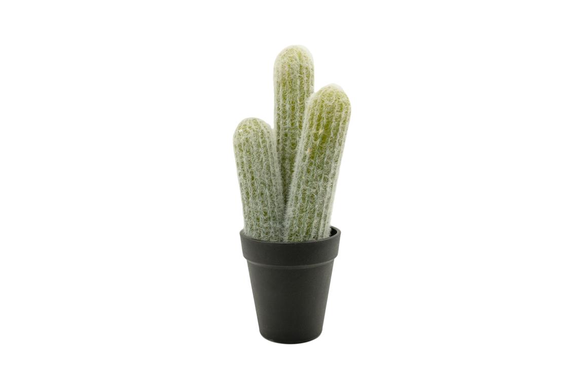 Cactus in pot H 28 cm Cactus in pot H 28 cm