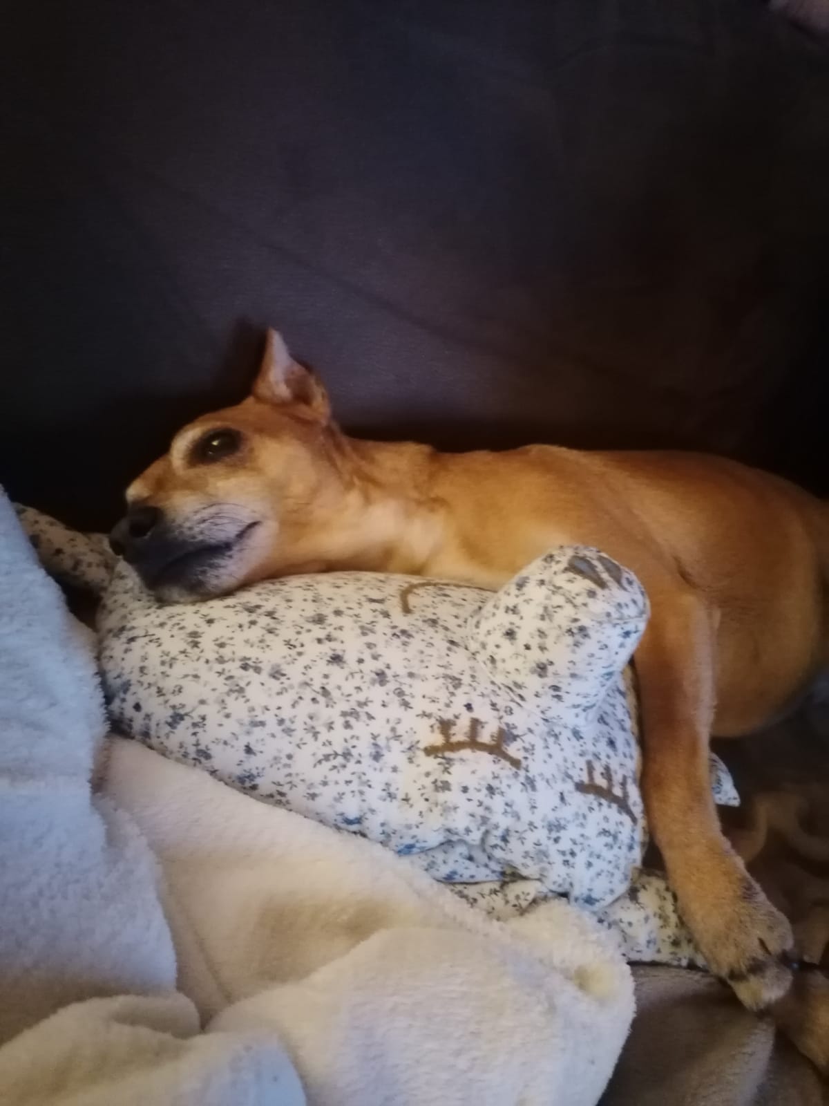 2611-1630 Hund mit Kissen