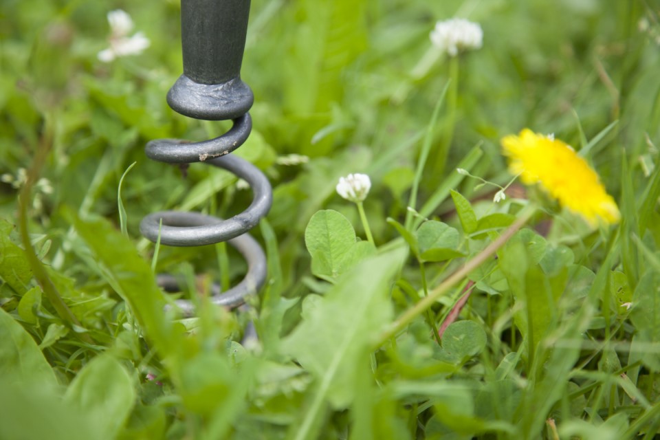 Krumpholz paardenbloementrekker met korte essenhouten steel (40 cm) Krumpholz paardenbloementrekker met korte essenhouten steel (40 cm)