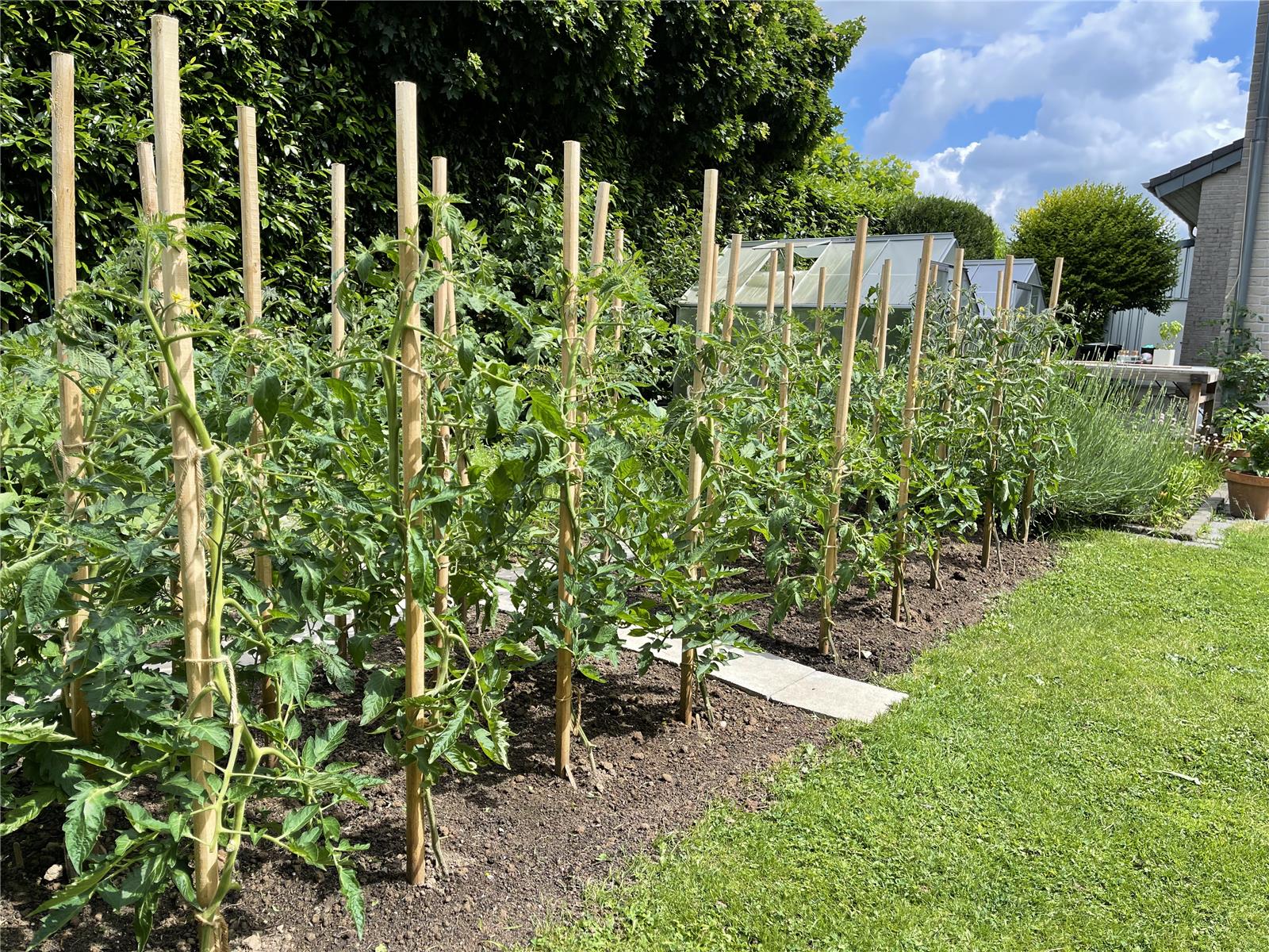 12 Pflanzstäbe, Tomatenstäbe, Rankstäbe aus Robinienholz 175 cm, Durchmesser 3 cm