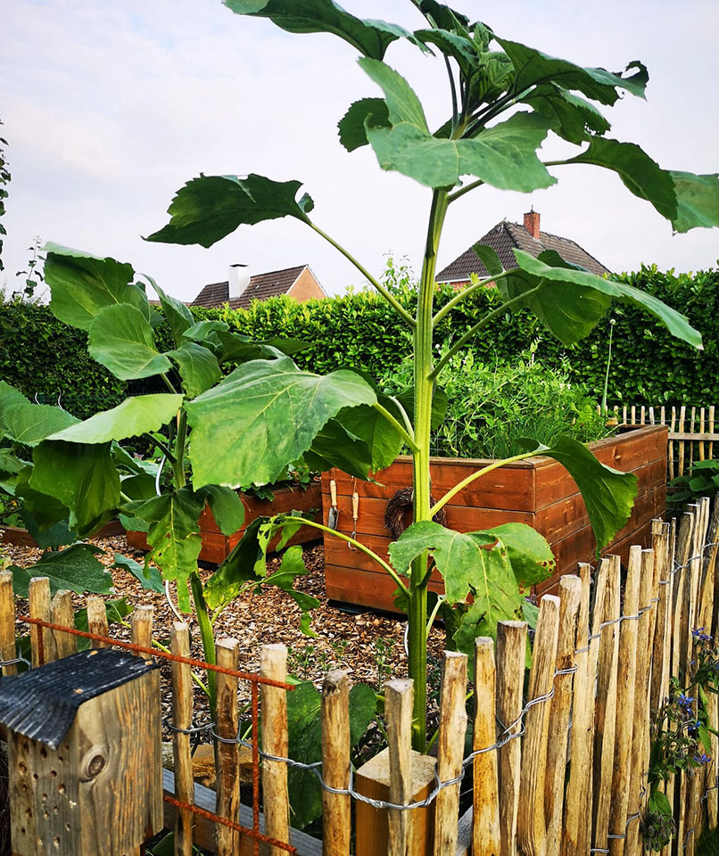 2911-1021 Staketenzaun Garten Einfriedung 1