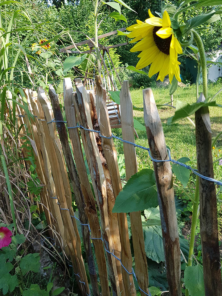 0712-1415 Stiltreu Staketenzaun französisch mit Sonnenblume