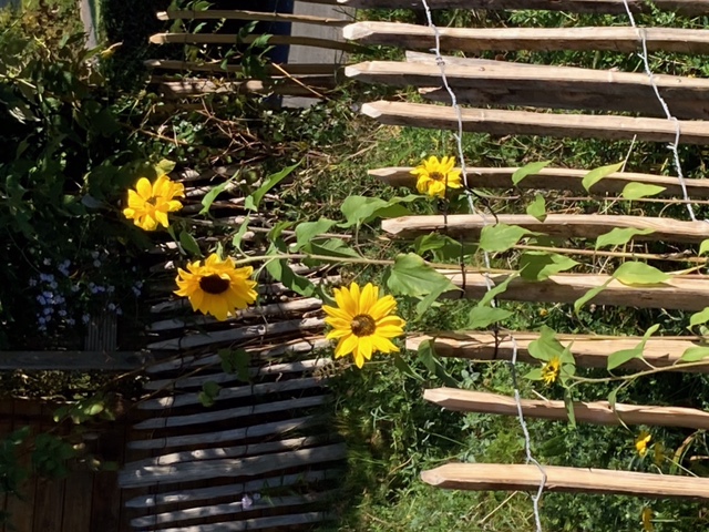 2811-1321 Staketenzaun Englisch mit Sonnenblumen 1
