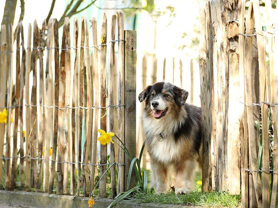 Staketenzaun mit Hund und Osterglocke Staketenzaun mit Hund und Osterglocke