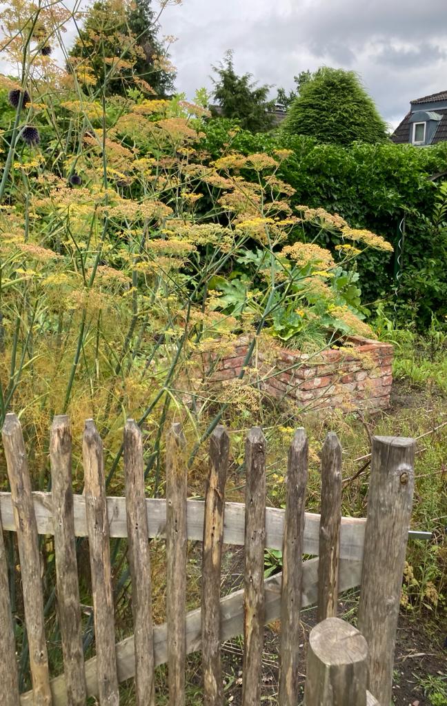 2611-1847 Staketenzaun Garten Einfriedung