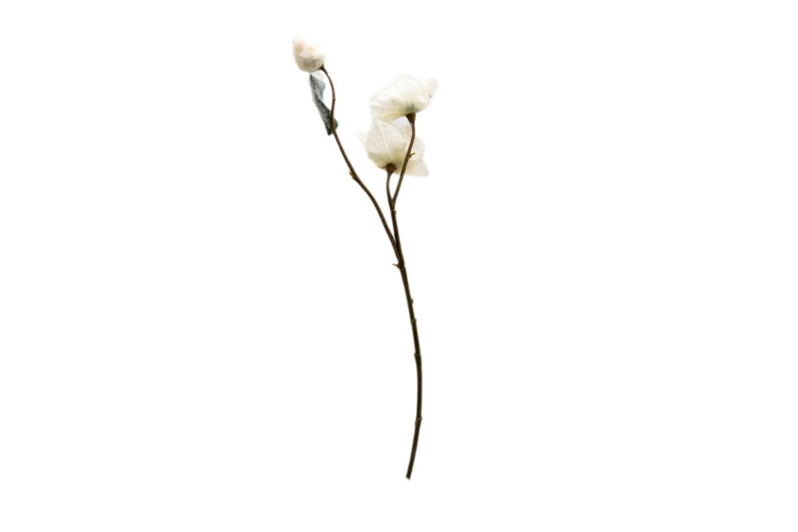 Weiße Winterblume