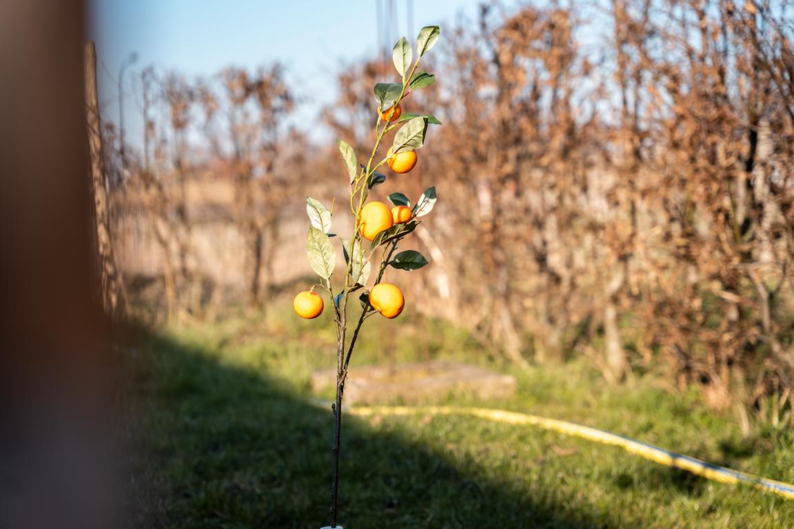 Colmore Ast mit Orangen, Orangen und grüne Blätter, 100cm