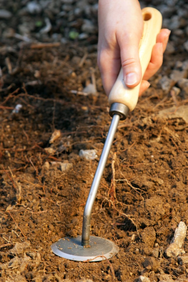 Krumpholz tuinschijf (onkruidmes) met essenhouten handvat Krumpholz tuinschijf (onkruidmes) met essenhouten handvat