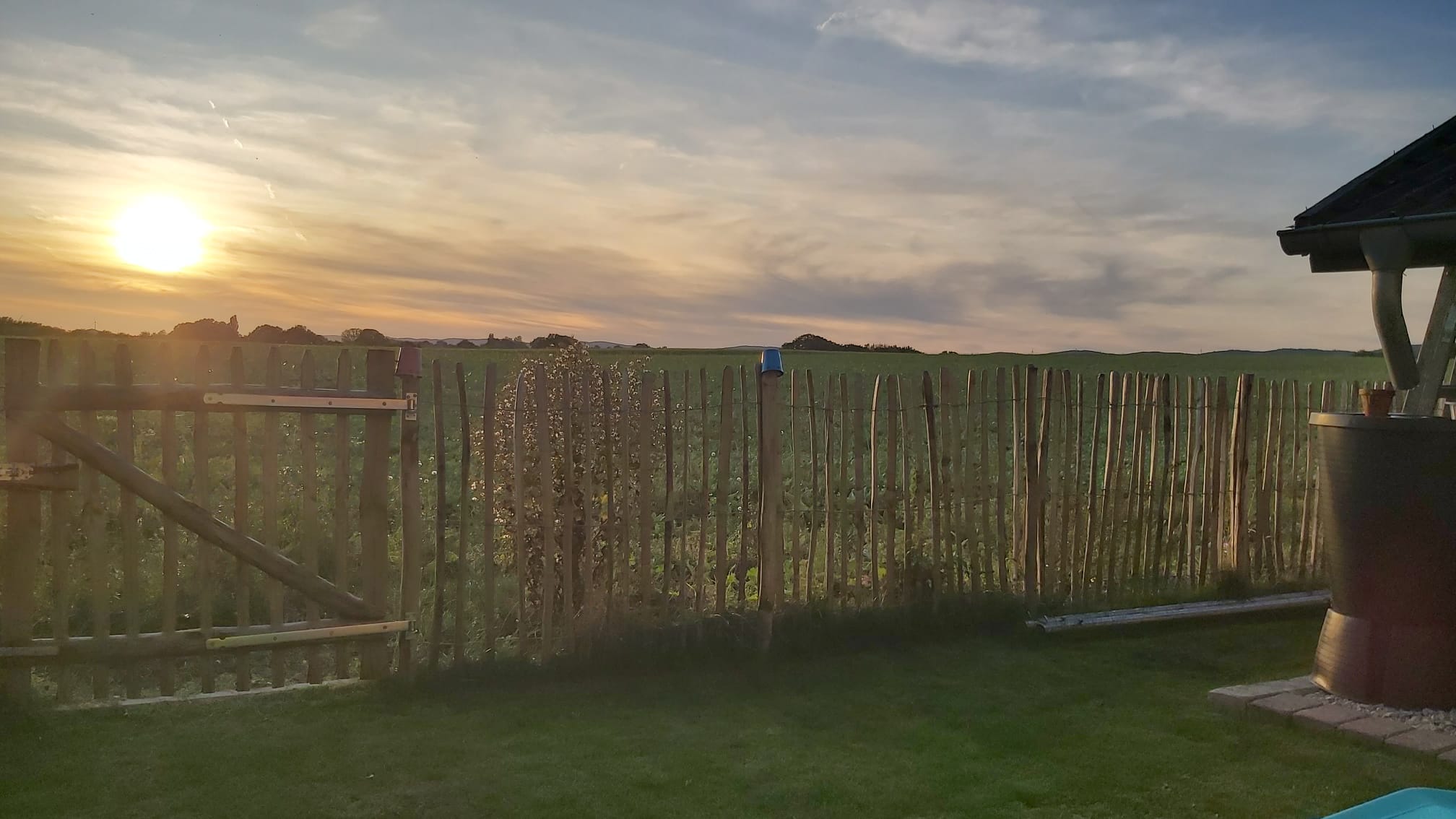 2911-1223 Staketenzaun Haselnuss bei Sonnenuntergang